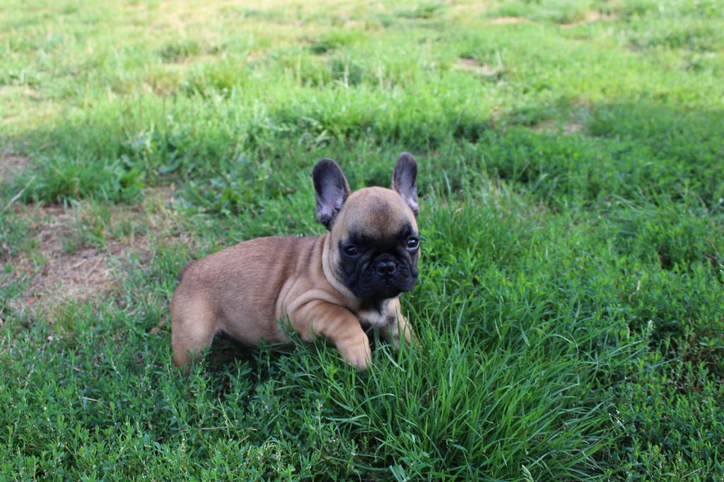 Of The Tawny Pearls - Chiot disponible  - Bouledogue français