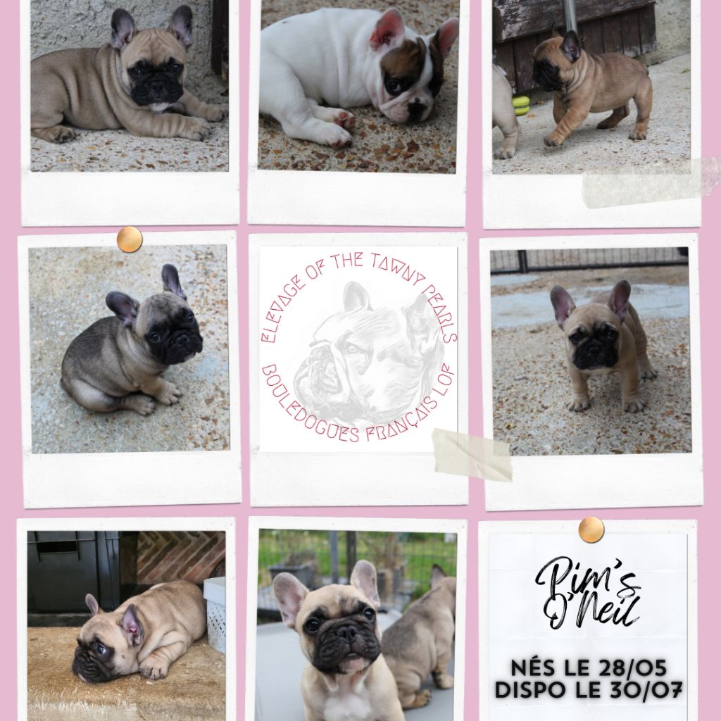 chiot Bouledogue français Of The Tawny Pearls