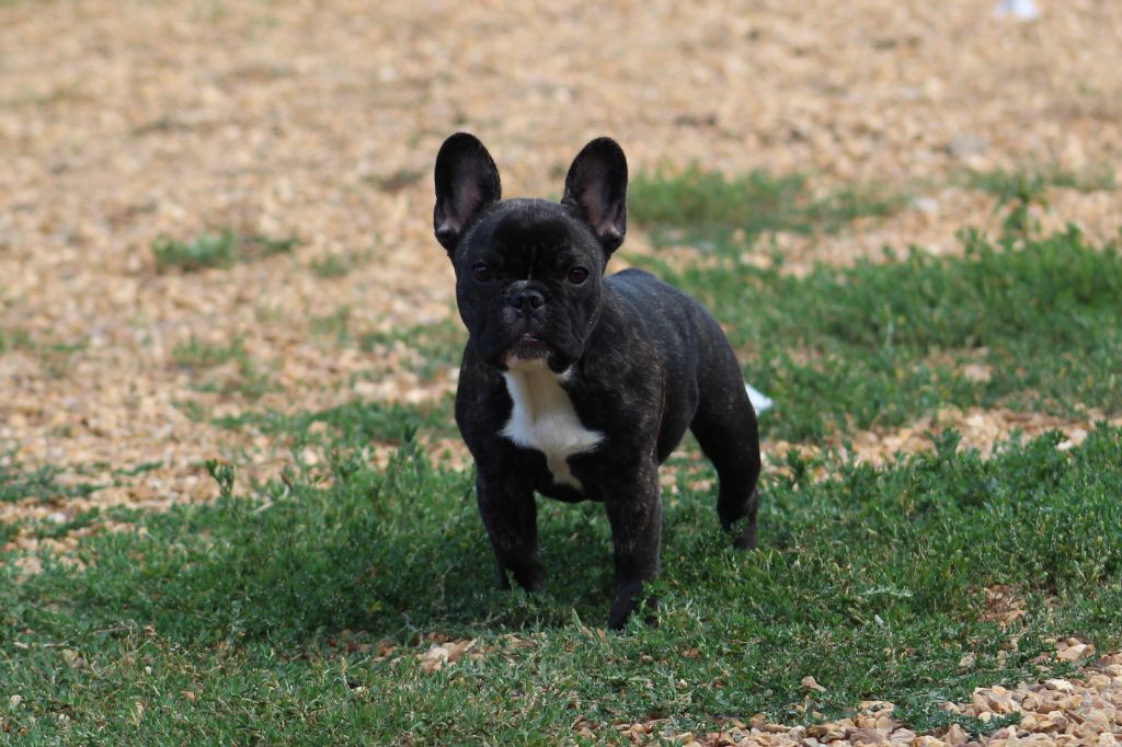 chiot Bouledogue français Of The Tawny Pearls