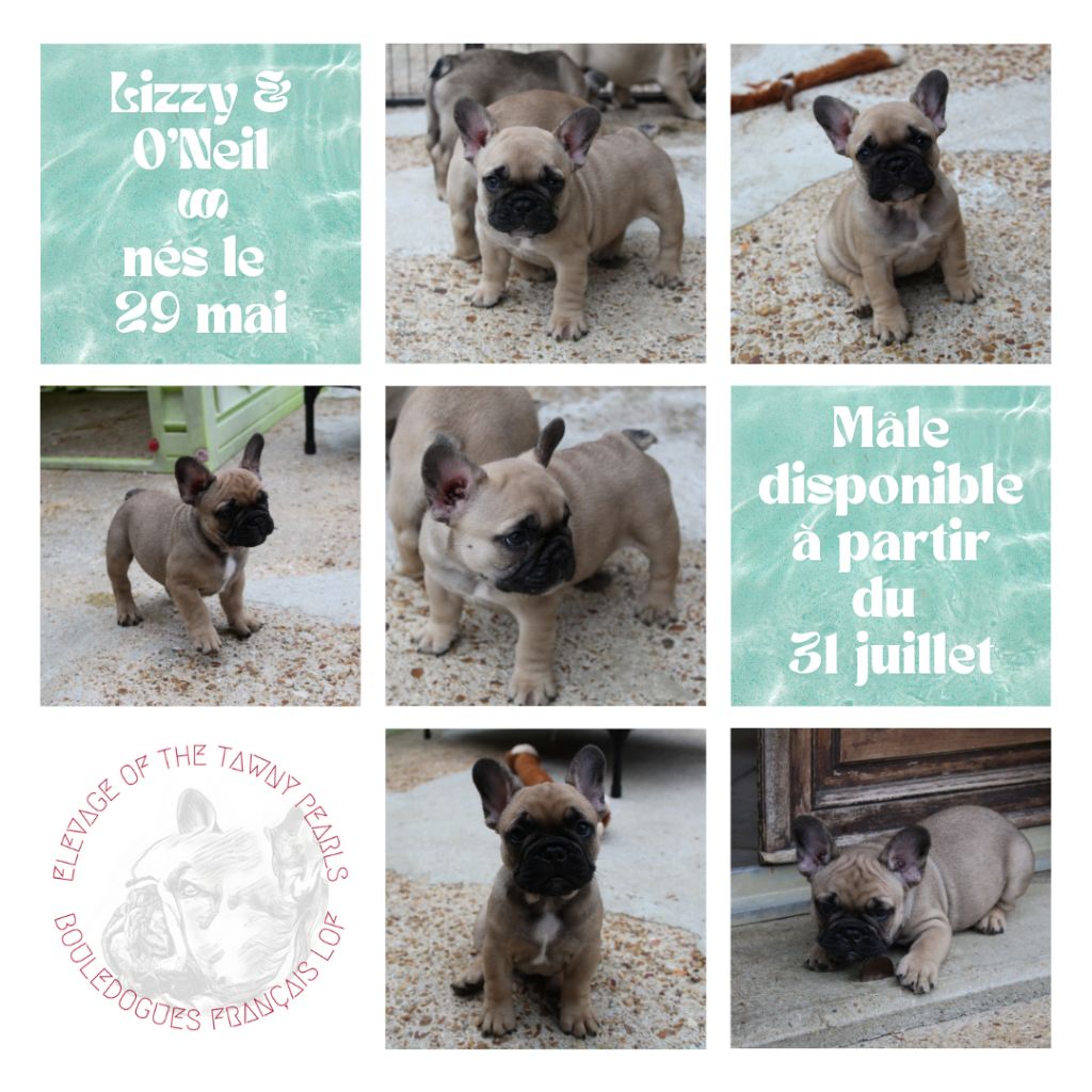 chiot Bouledogue français Of The Tawny Pearls