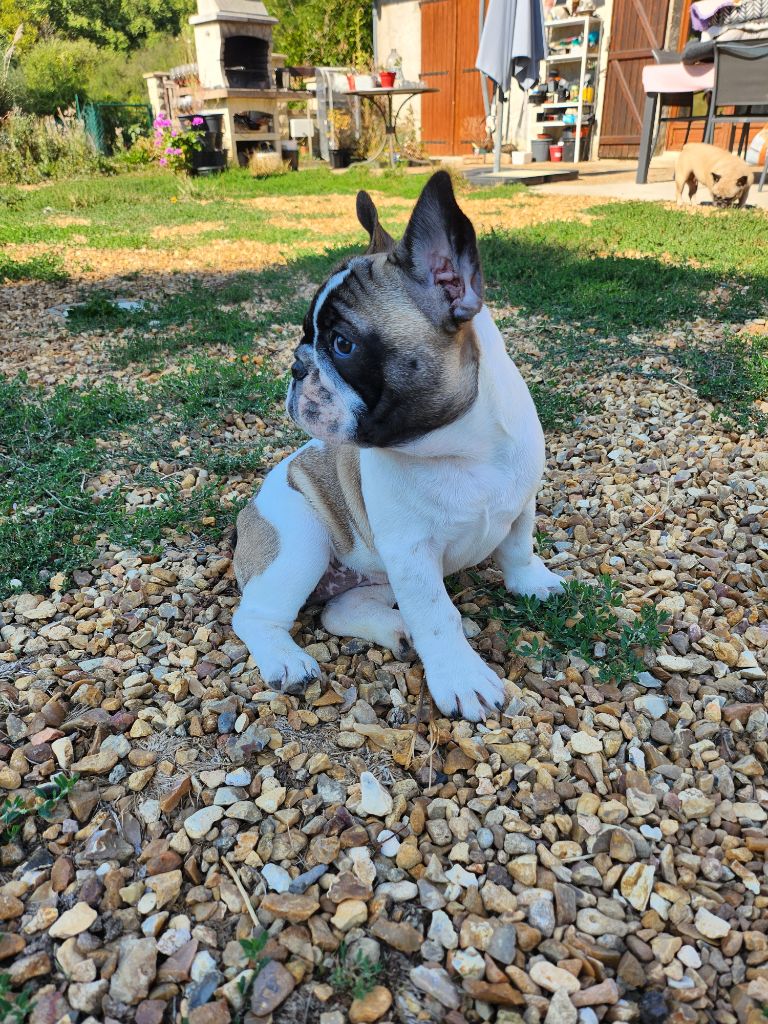 chiot Bouledogue français Of The Tawny Pearls