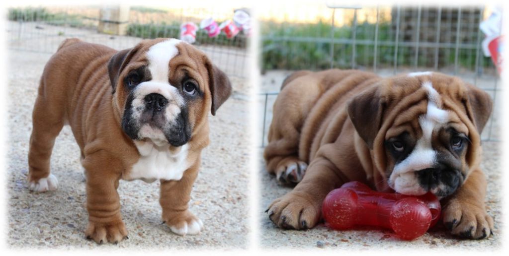 Of The Tawny Pearls - Bulldog Anglais - Portée née le 31/07/2020