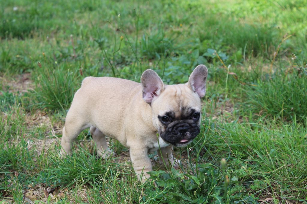 Of The Tawny Pearls - Chiot disponible  - Bouledogue français