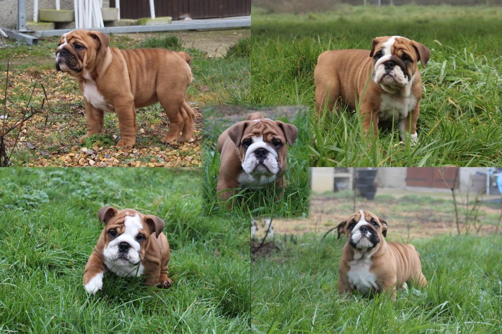 Of The Tawny Pearls - Bulldog Anglais - Portée née le 06/11/2021