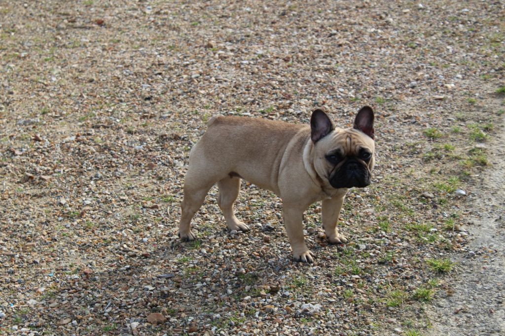 Naïade Of The Tawny Pearls