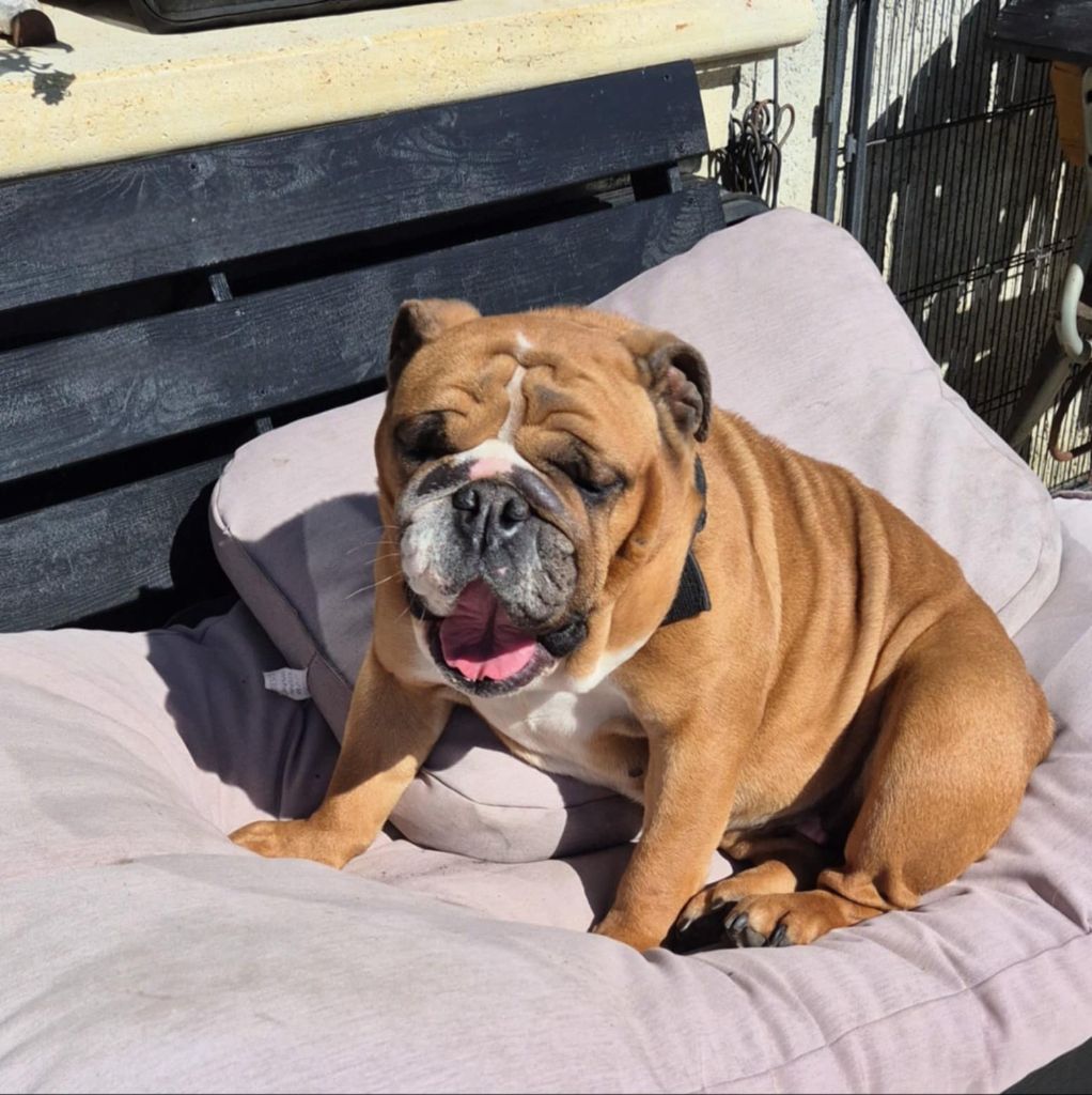 Scalett Of The Tawny Pearls