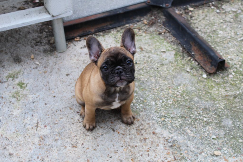Of The Tawny Pearls - Chiots disponibles - Bouledogue français