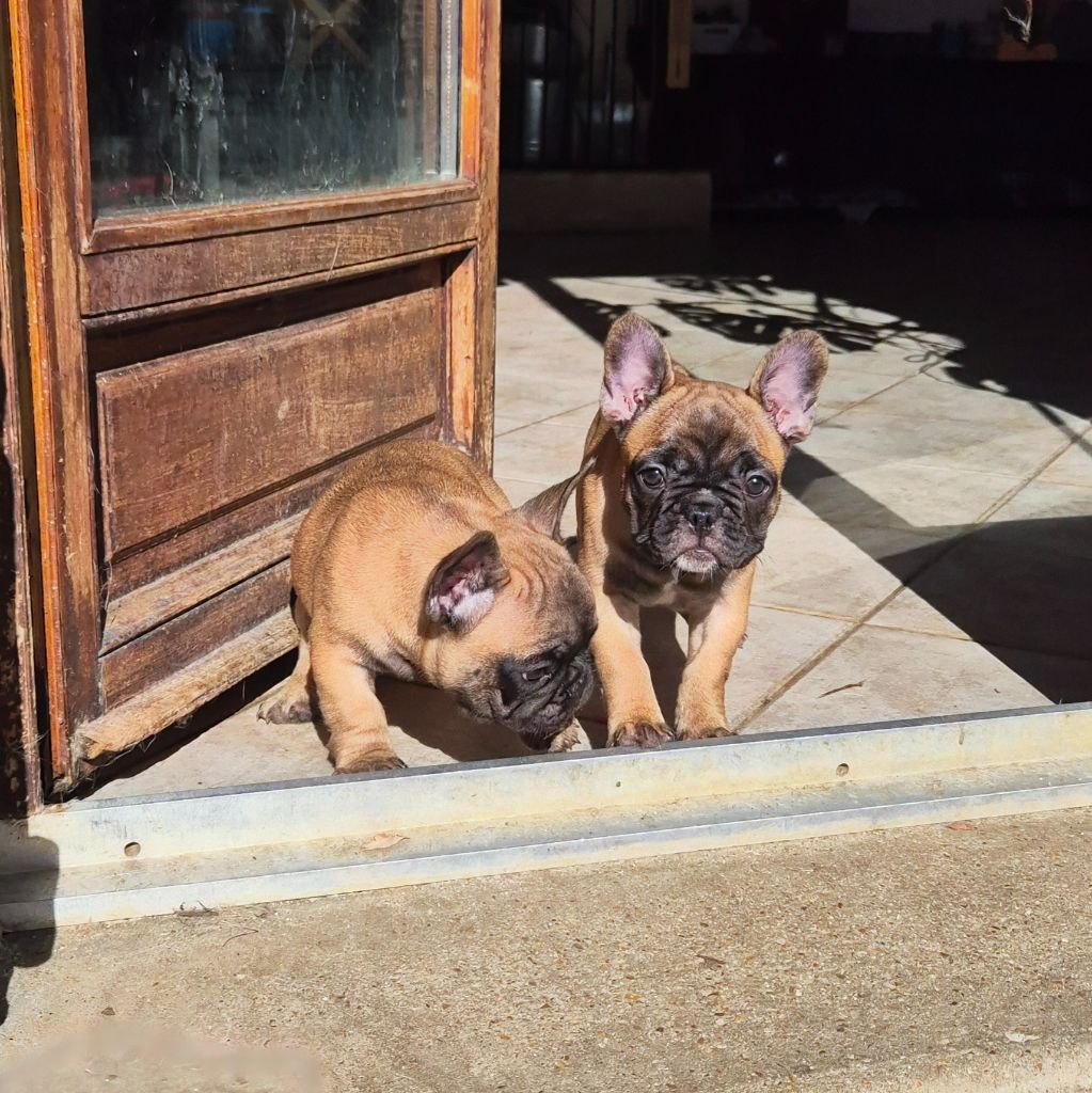 Chiot Bouledogue français Of The Tawny Pearls