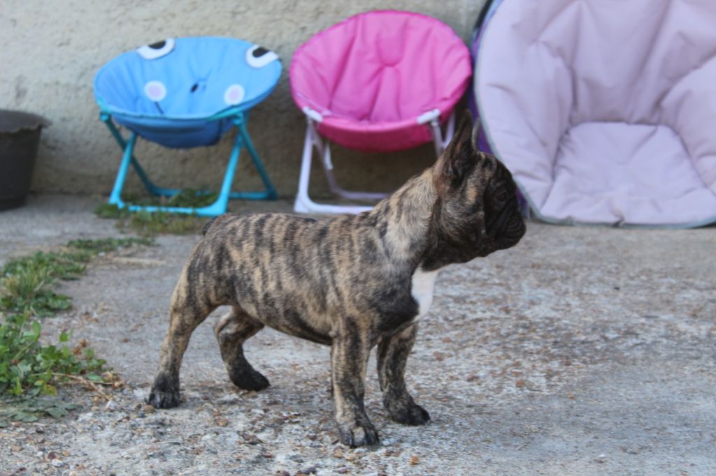 Chiot Bouledogue français Of The Tawny Pearls